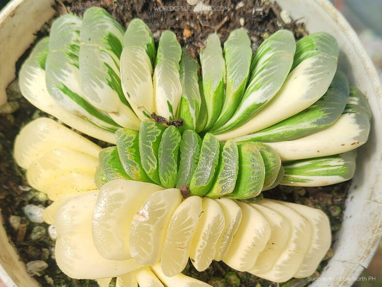 Haworthia truncata 'Lime Green Variegata'