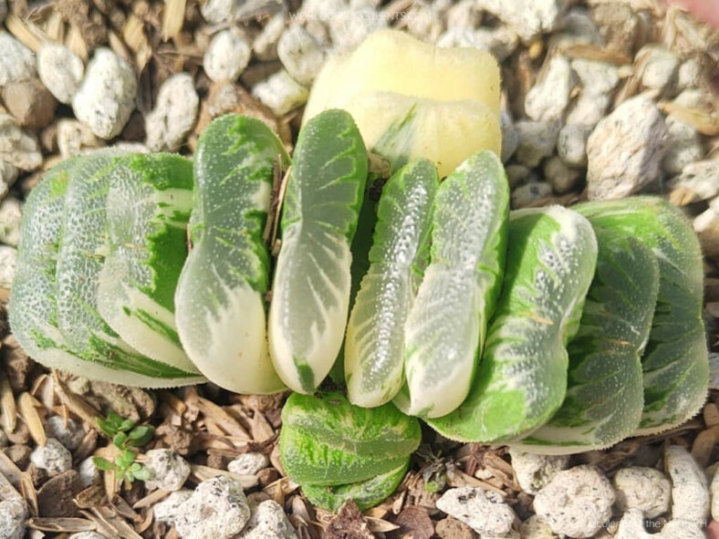 Haworthia truncata 'Lime Green Variegata'