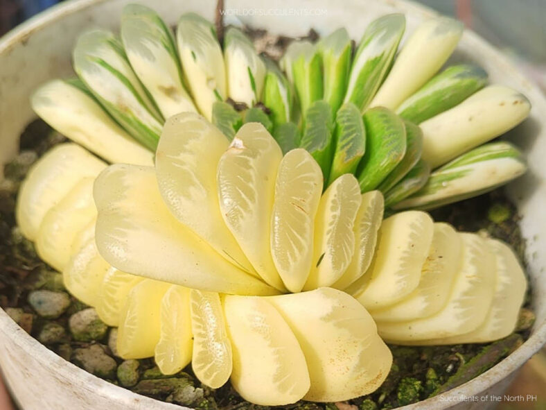 Haworthia truncata 'Lime Green Variegata'