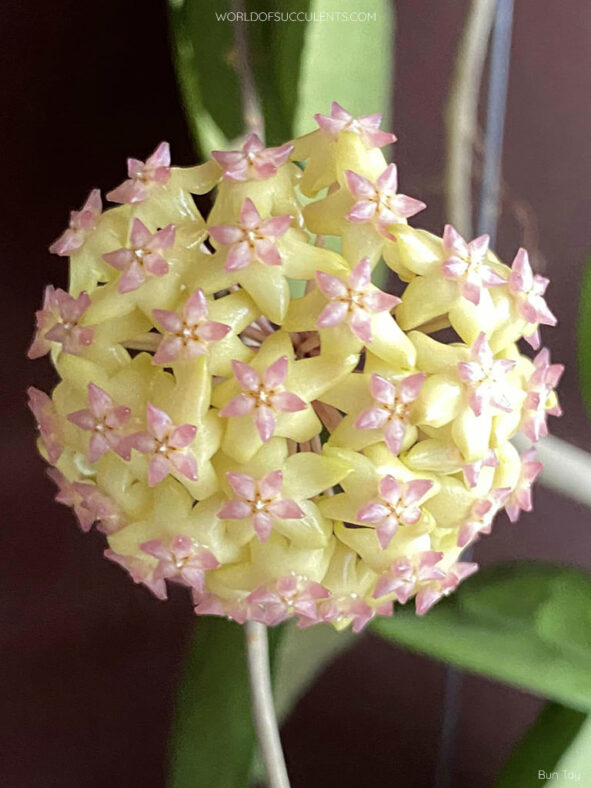 Hoya 'Joy'