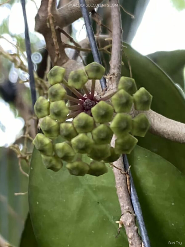 Hoya 'Joy'