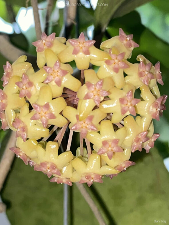 Hoya 'Joy'