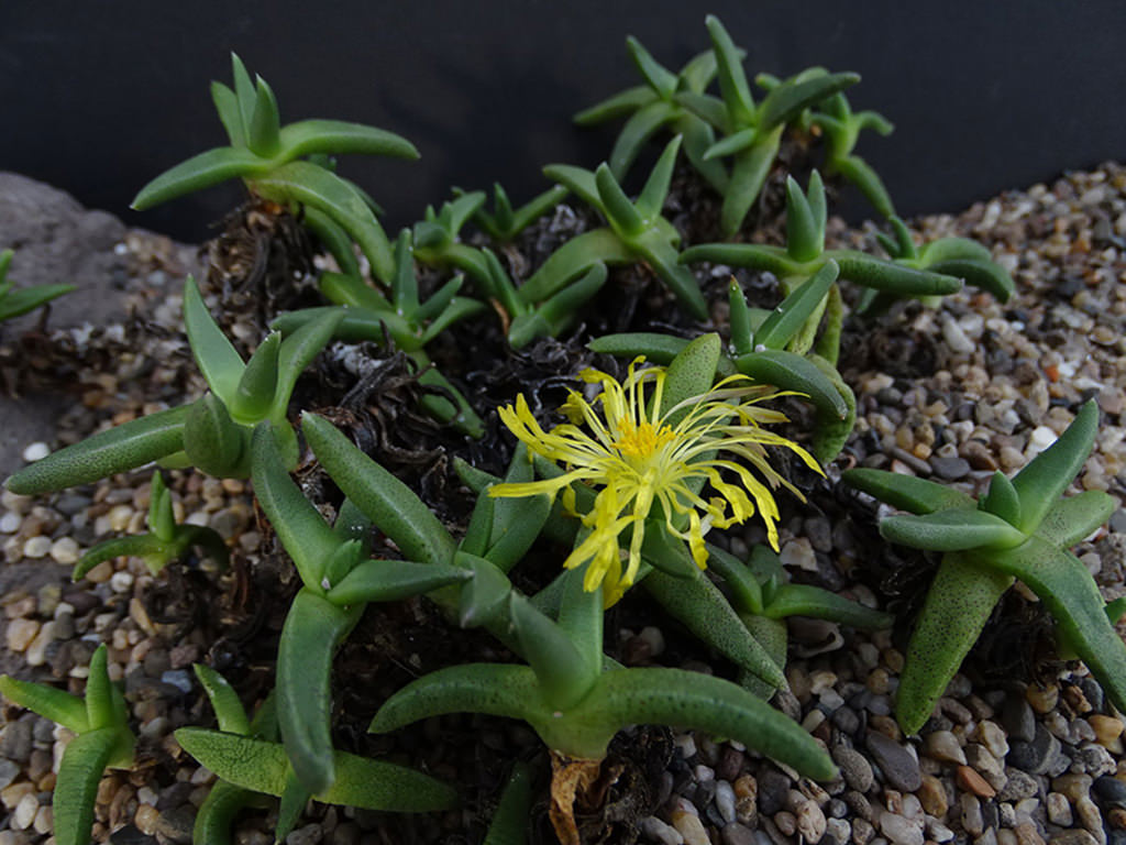 planta zz Super Nova ZZ Plant 5in