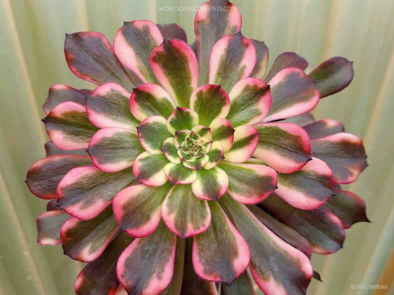 Aeonium 'Black King Kong'