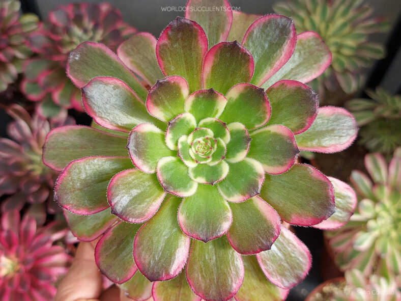 Aeonium 'Black King Kong'