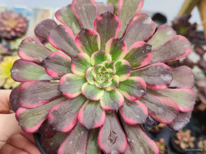 Aeonium 'Black King Kong'