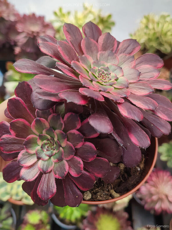 Aeonium 'Black King Kong'