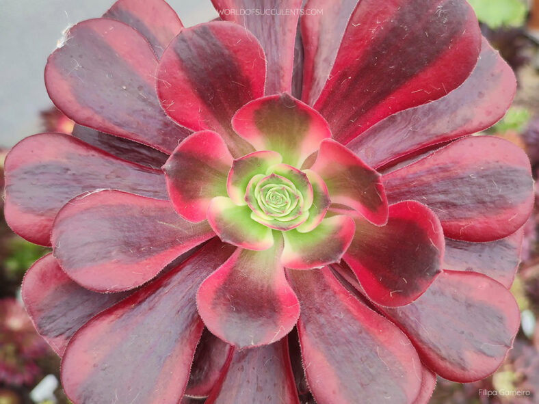 Aeonium 'Canary'