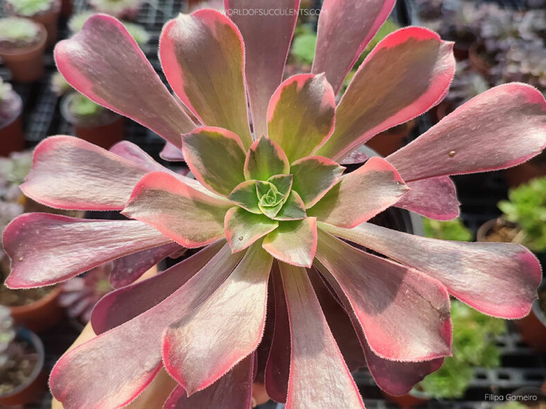 Aeonium 'Canary'