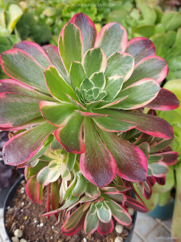 Aeonium 'Canary'