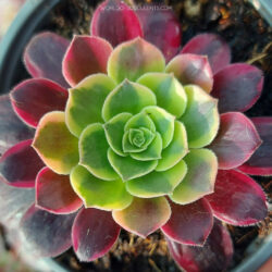 Aeonium 'Canary'