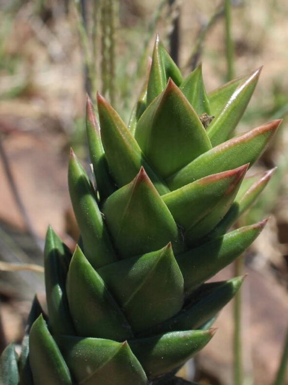 Astroloba congesta (Eastern Astroloba)