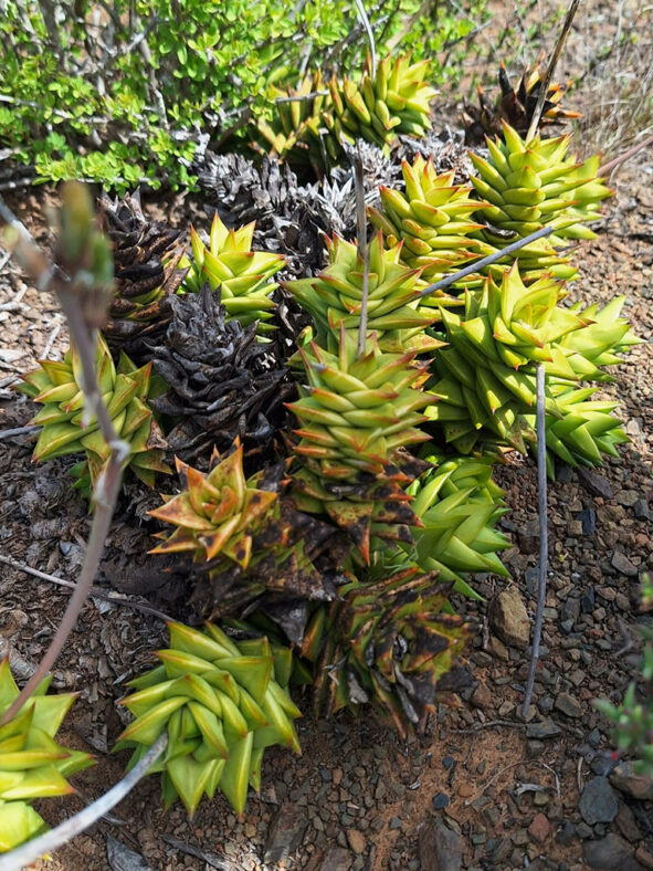 Astroloba congesta (Eastern Astroloba)