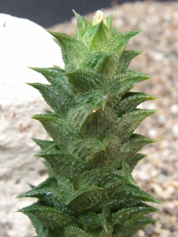 Astroloba corrugata (Bumpy Astroloba)