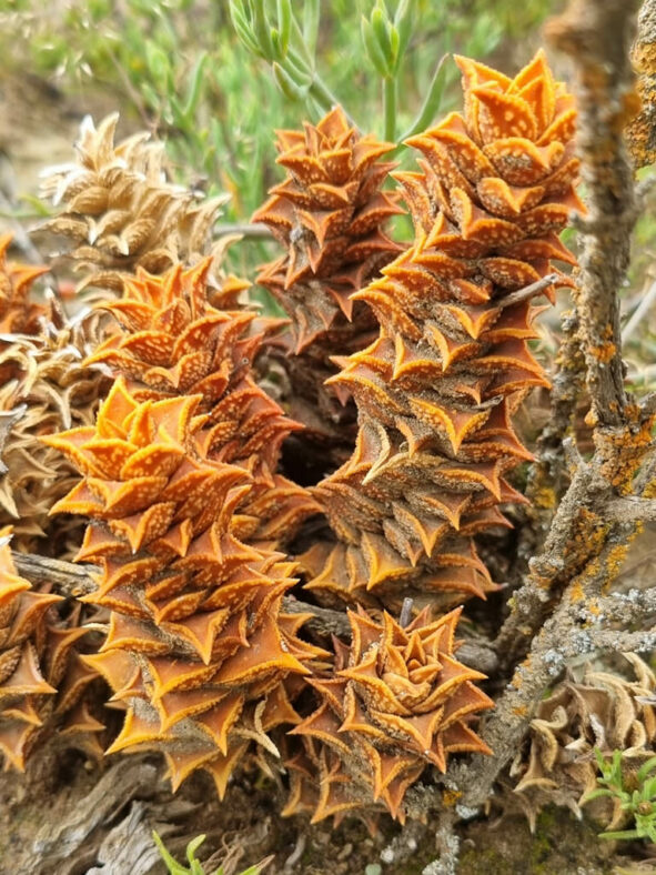 Astroloba corrugata (Bumpy Astroloba)