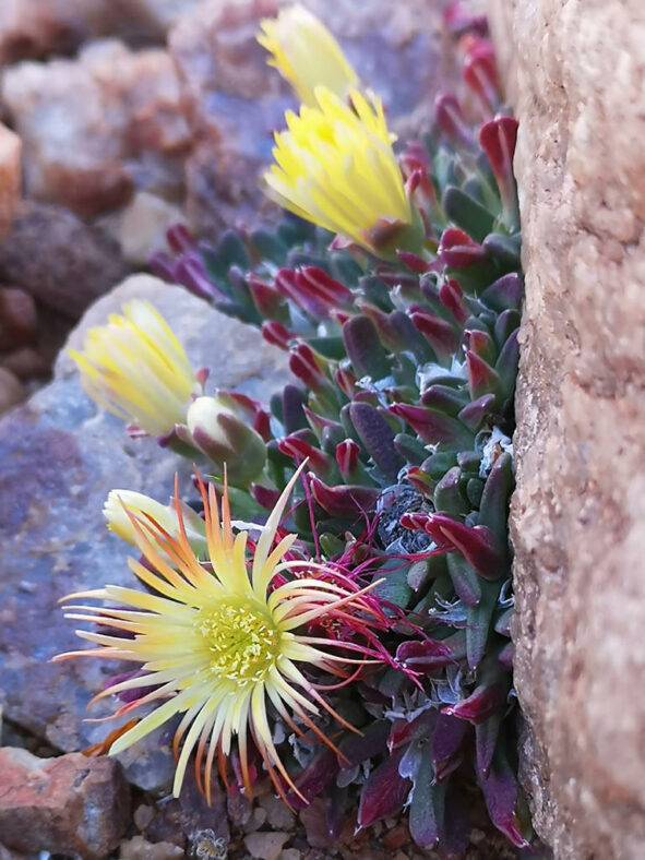 Cheiridopsis umbrosa