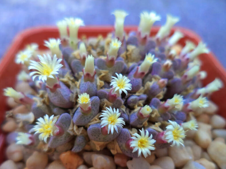 Conophytum carpianum