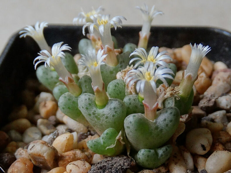 Conophytum carpianum