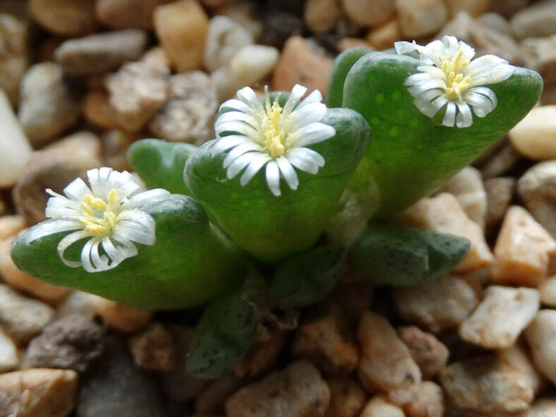 Conophytum carpianum