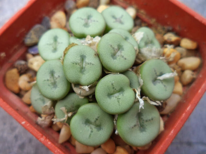 Conophytum chrisocruxum (Holycross Button)