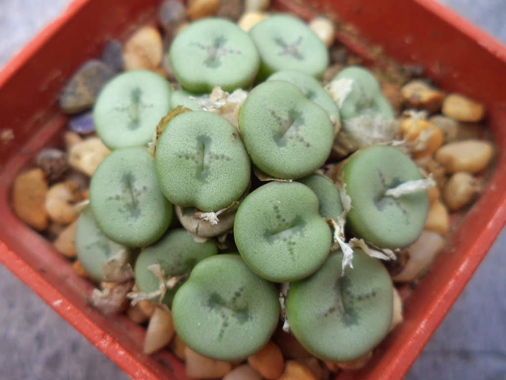 Conophytum chrisocruxum (Holycross Button) - World of Succulents