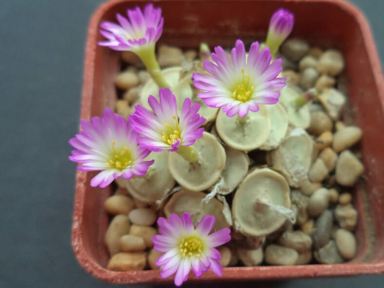 Conophytum chrisocruxum (Holycross Button)