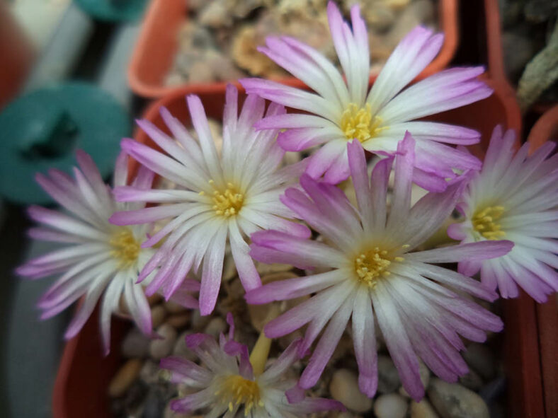 Conophytum chrisocruxum (Holycross Button)