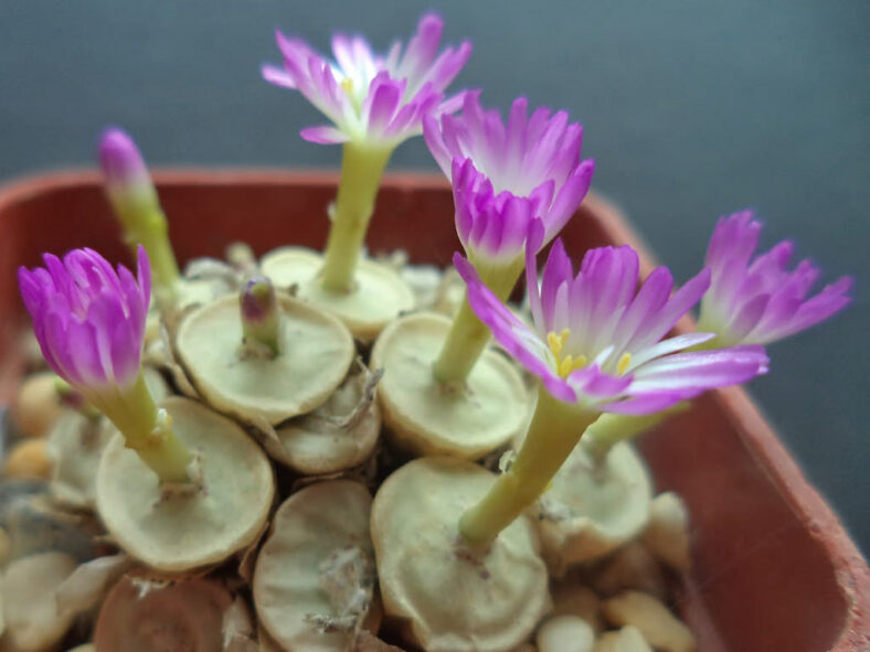 Conophytum chrisocruxum (Holycross Button)