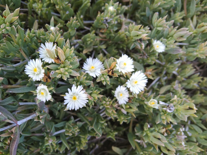 Delosperma litorale (White Trailing Iceplant)