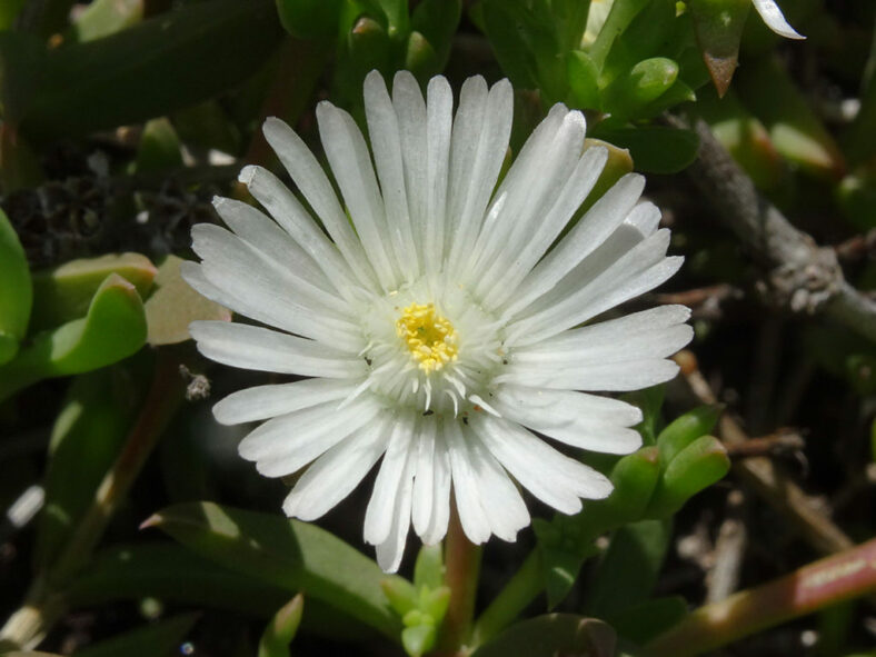 Delosperma litorale (White Trailing Iceplant)