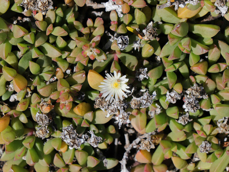 Delosperma litorale (White Trailing Iceplant)