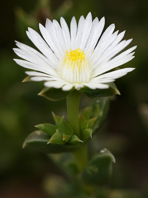 Delosperma litorale (White Trailing Iceplant)