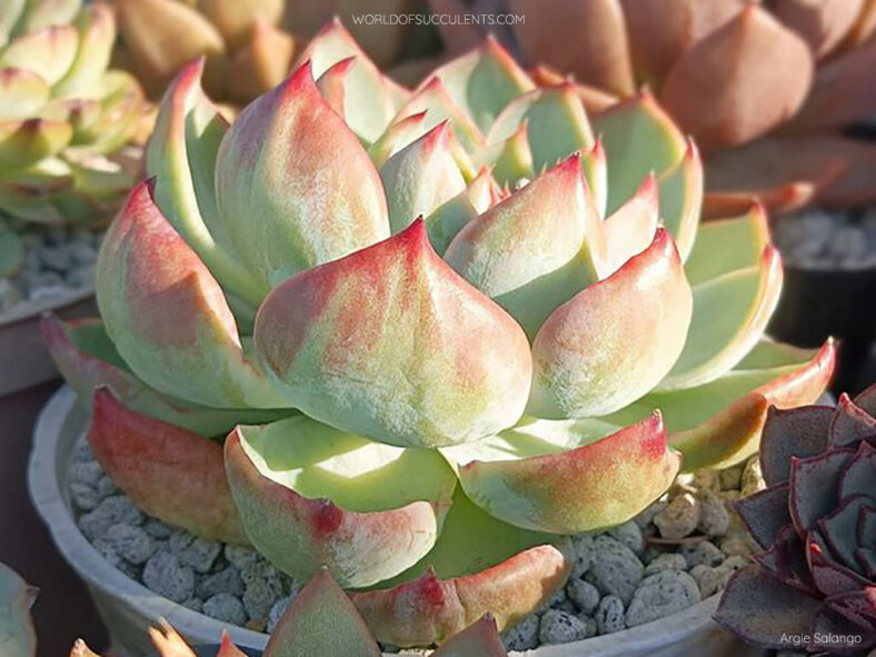 Echeveria 'Casio' aka Echeveria agavoides 'Casio'