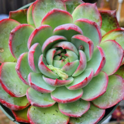 Echeveria 'Casio' aka Echeveria agavoides 'Casio'