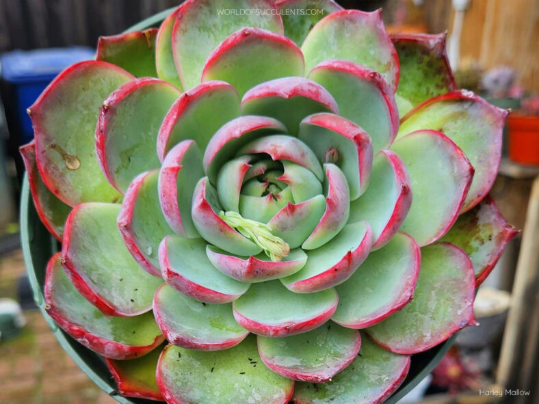 Echeveria 'Casio' aka Echeveria agavoides 'Casio'