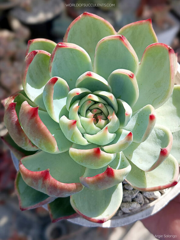 Echeveria 'Casio' aka Echeveria agavoides 'Casio'