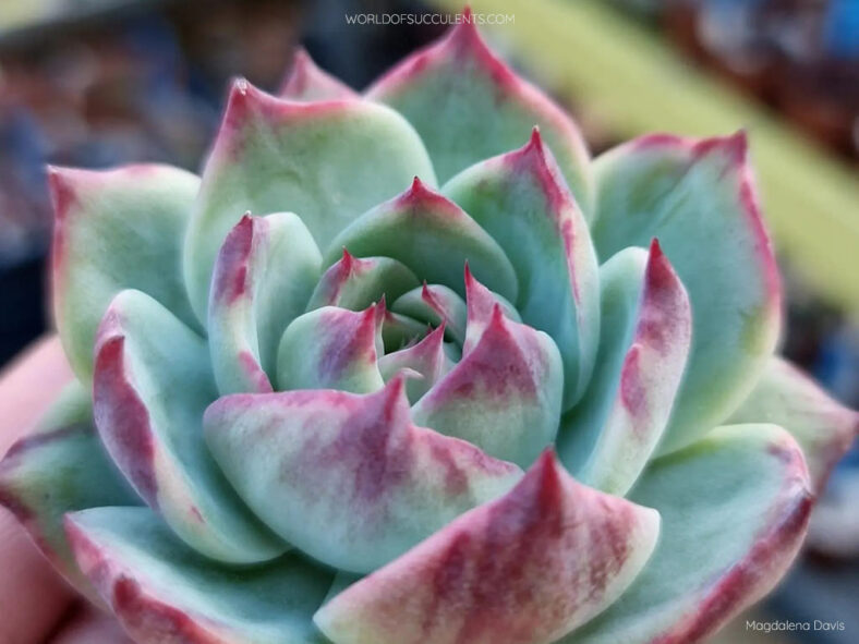 Echeveria 'Casio' aka Echeveria agavoides 'Casio'