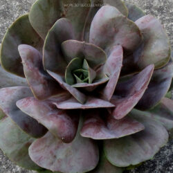 Echeveria 'Lolita'