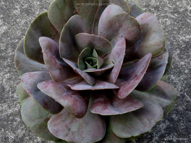 Echeveria 'Lolita'