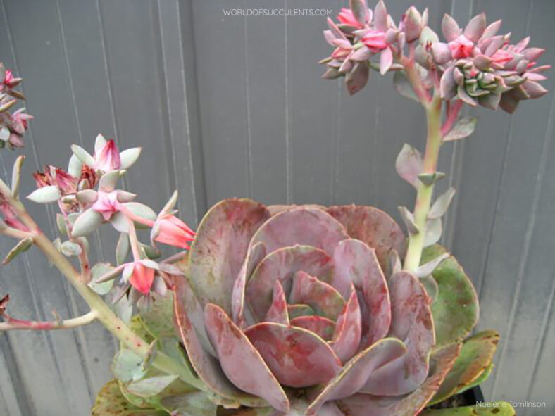 Echeveria 'Lolita'