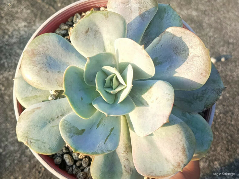 Echeveria 'Lolita'