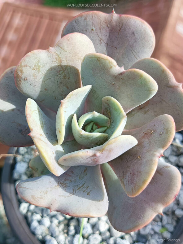 Echeveria 'Lolita'