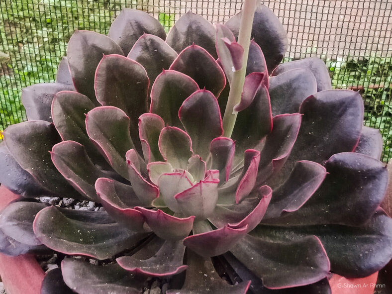 Echeveria 'Painted Frills'