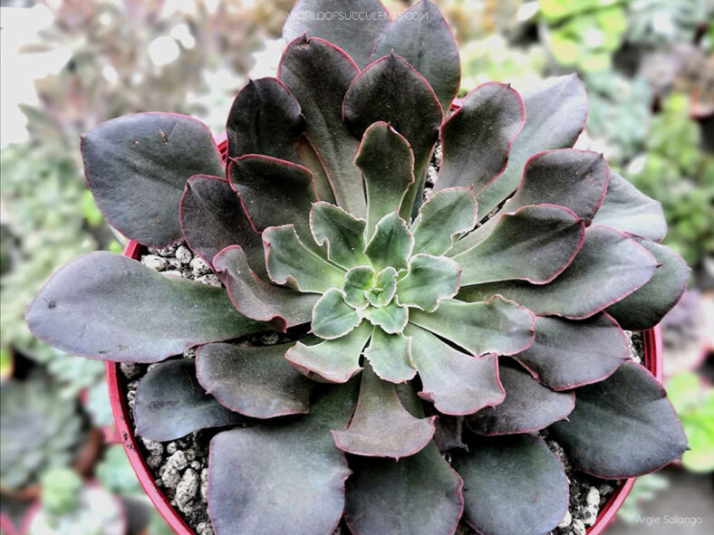 Echeveria 'Painted Frills'