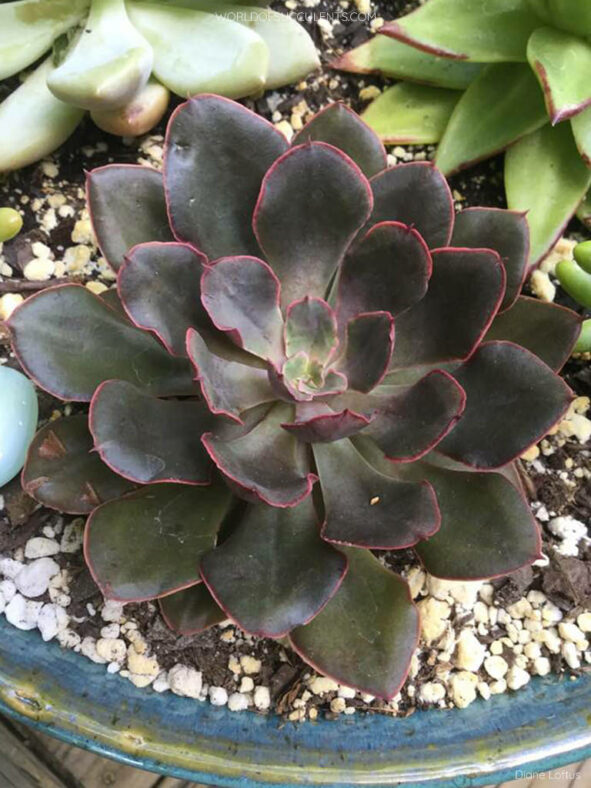 Echeveria 'Painted Frills'