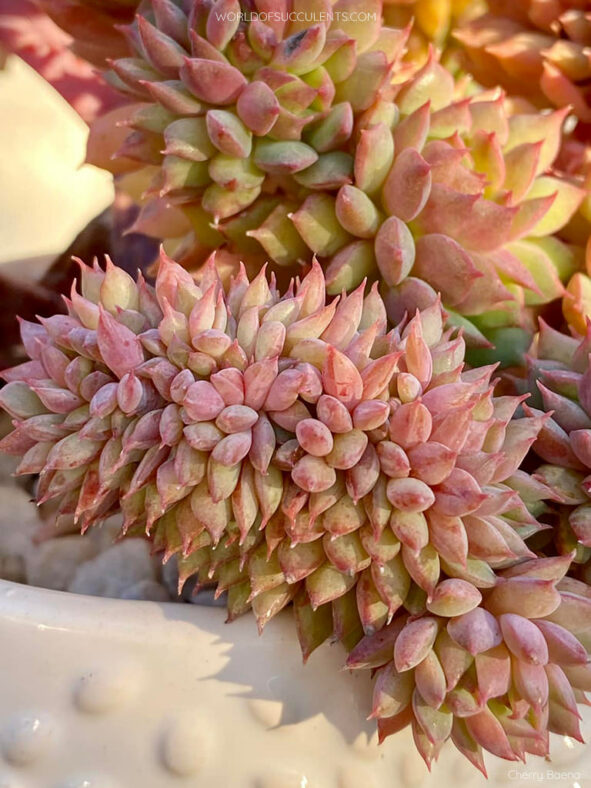 Echeveria 'Ramillete Crested'