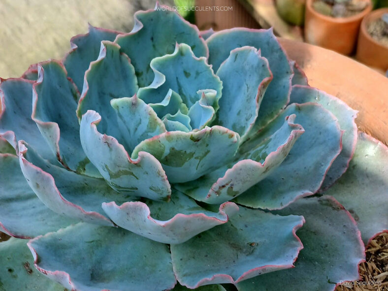 Echeveria 'Sahara'