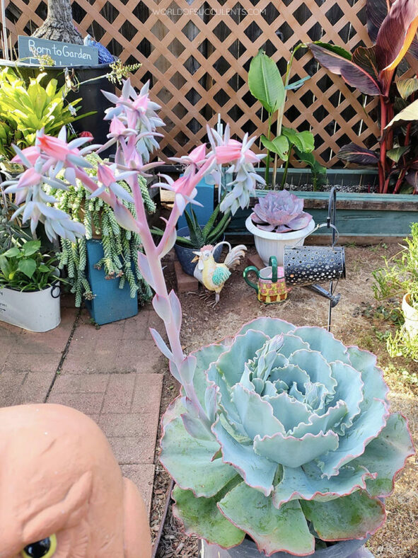 Echeveria 'Sahara'