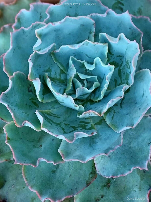 Echeveria 'Sahara'