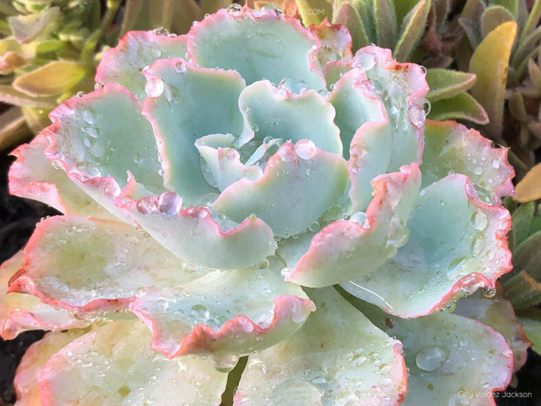 Echeveria 'Sahara'